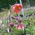 water avens